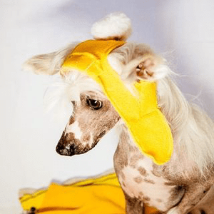 Instagram Profile Picture Of magic.horse7