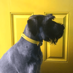 Instagram Profile Picture Of chloe_giantschnauzerdog