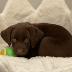 Instagram Profile Picture Of molly_thechocolatelab2021