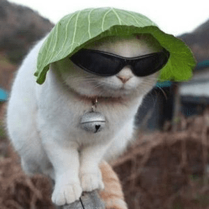 Instagram Profile Picture Of cabbagecatmemes