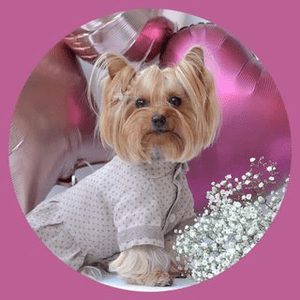 Instagram Profile Picture Of ava.pet