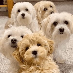 Instagram Profile Picture Of maltese_puppy_teddy