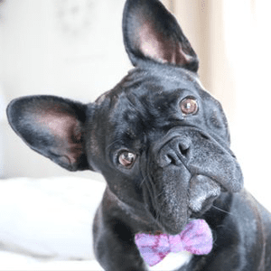 Instagram Profile Picture Of zelmathefrenchie