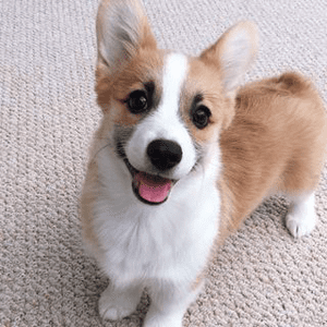 Instagram Profile Picture Of tofu_corgi
