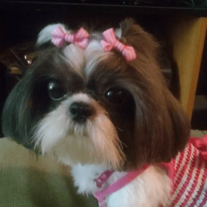 Instagram Profile Picture Of beauty.n.furbabyfanatic