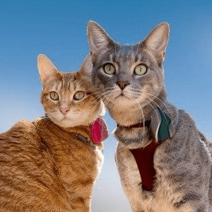 Instagram Profile Picture Of ziggy.and.charlie