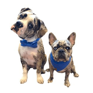 Instagram Profile Picture Of themerlefrenchies