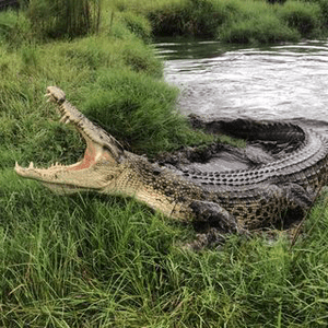 Instagram Profile Picture Of ryangradney